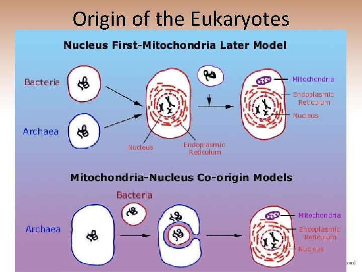 Origin of the Eukaryotes 