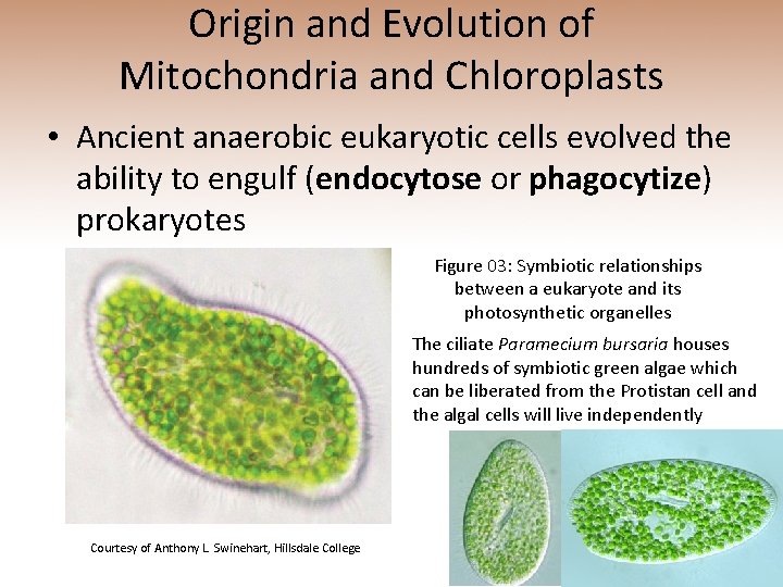 Origin and Evolution of Mitochondria and Chloroplasts • Ancient anaerobic eukaryotic cells evolved the