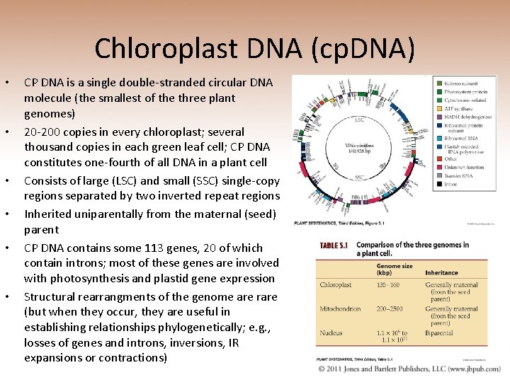 Chloroplast DNA (cp. DNA) • • • CP DNA is a single double-stranded circular