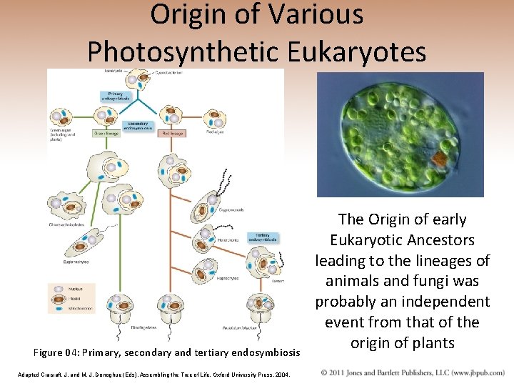 Origin of Various Photosynthetic Eukaryotes Figure 04: Primary, secondary and tertiary endosymbiosis Adapted Cracraft,