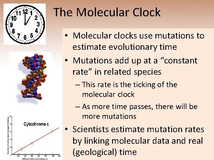 The Molecular Clock • Molecular clocks use mutations to estimate evolutionary time • Mutations