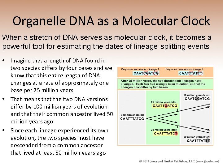 Organelle DNA as a Molecular Clock When a stretch of DNA serves as molecular