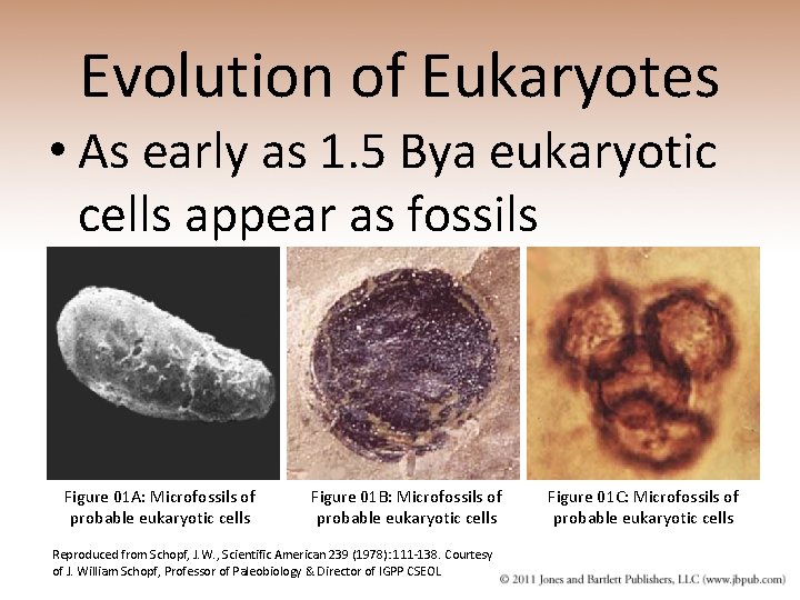 Evolution of Eukaryotes • As early as 1. 5 Bya eukaryotic cells appear as