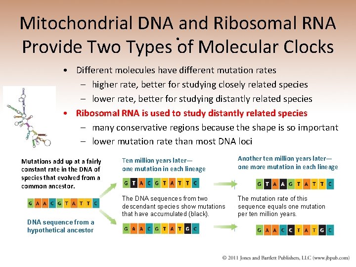 Mitochondrial DNA and Ribosomal RNA. Provide Two Types of Molecular Clocks • Different molecules