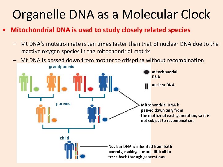Organelle DNA as a Molecular Clock • Mitochondrial DNA is used to study closely