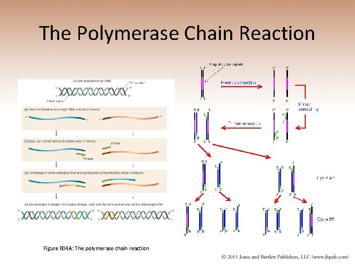 The Polymerase Chain Reaction Figure B 04 A: The polymerase chain reaction 