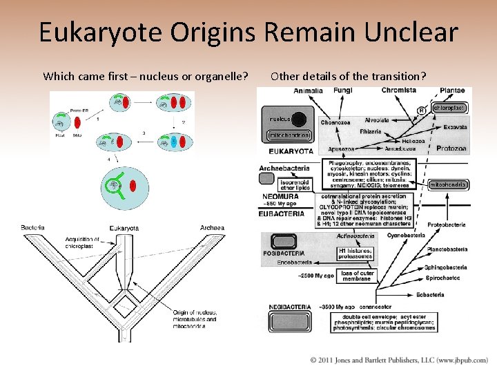 Eukaryote Origins Remain Unclear Which came first – nucleus or organelle? Other details of