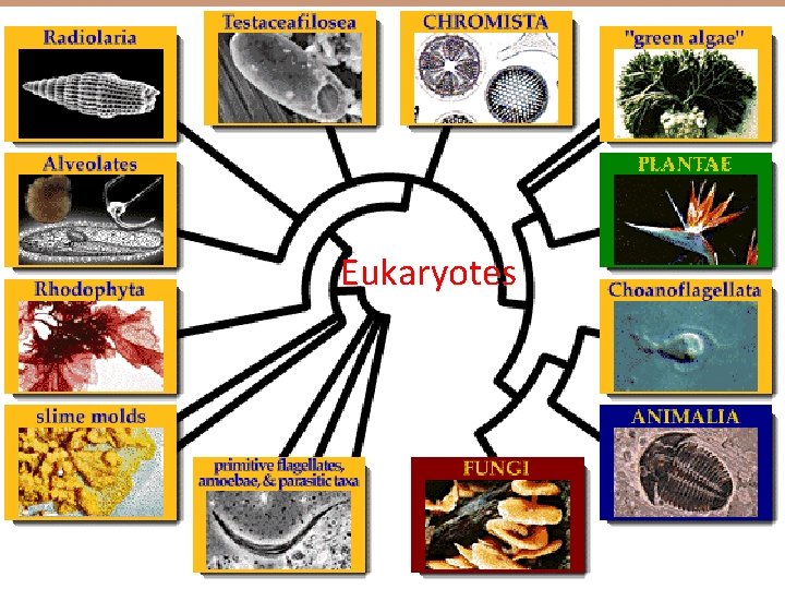 Eukaryotes 