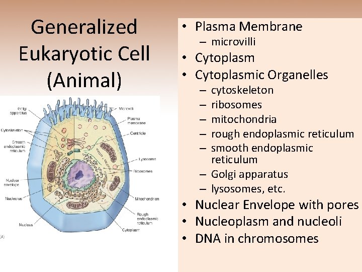 Generalized Eukaryotic Cell (Animal) • Plasma Membrane – microvilli • Cytoplasmic Organelles cytoskeleton ribosomes