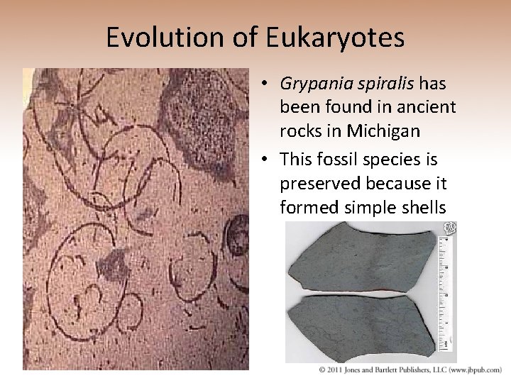 Evolution of Eukaryotes • Grypania spiralis has been found in ancient rocks in Michigan