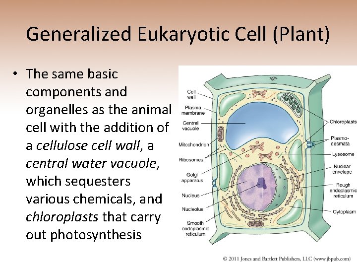 Generalized Eukaryotic Cell (Plant) • The same basic components and organelles as the animal