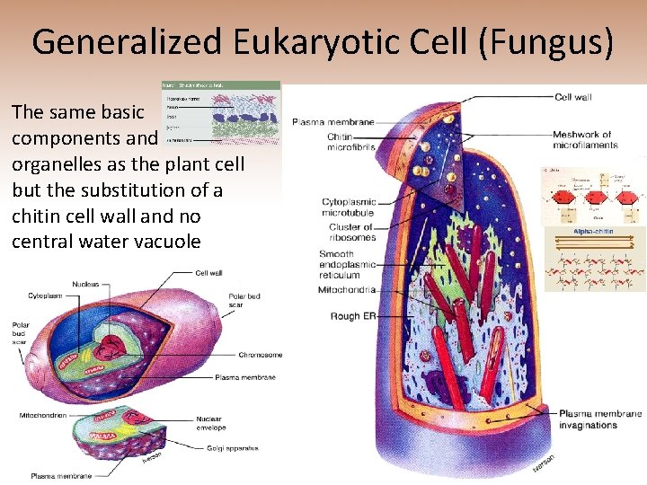 Generalized Eukaryotic Cell (Fungus) The same basic components and organelles as the plant cell