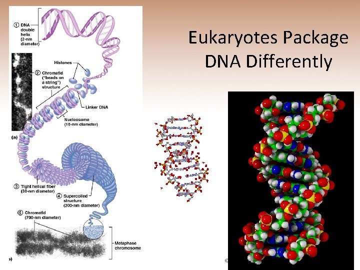 Eukaryotes Package DNA Differently 