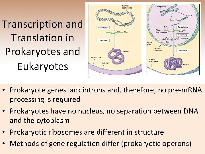 Transcription and Translation in Prokaryotes and Eukaryotes • Prokaryote genes lack introns and, therefore,