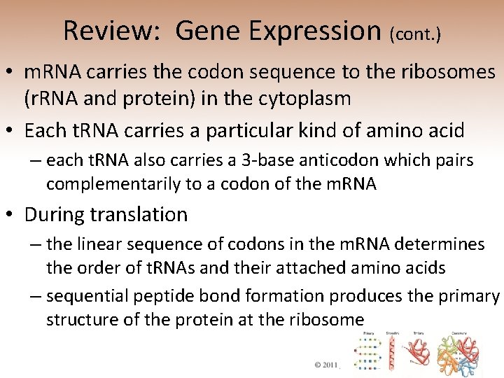 Review: Gene Expression (cont. ) • m. RNA carries the codon sequence to the