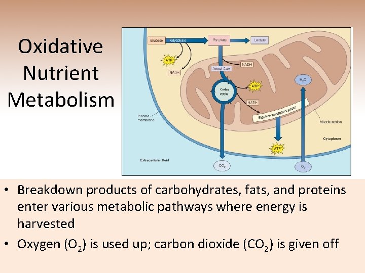 Oxidative Nutrient Metabolism • Breakdown products of carbohydrates, fats, and proteins enter various metabolic