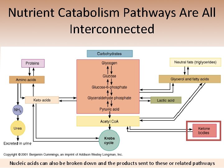 Nutrient Catabolism Pathways Are All Interconnected Nucleic acids can also be broken down and