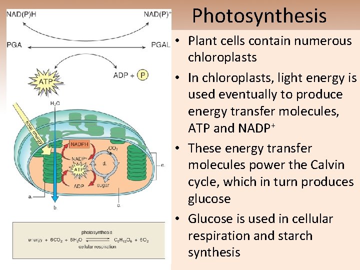 Photosynthesis • Plant cells contain numerous chloroplasts • In chloroplasts, light energy is used