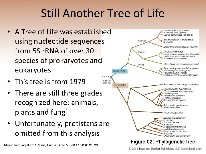 Still Another Tree of Life • A Tree of Life was established using nucleotide