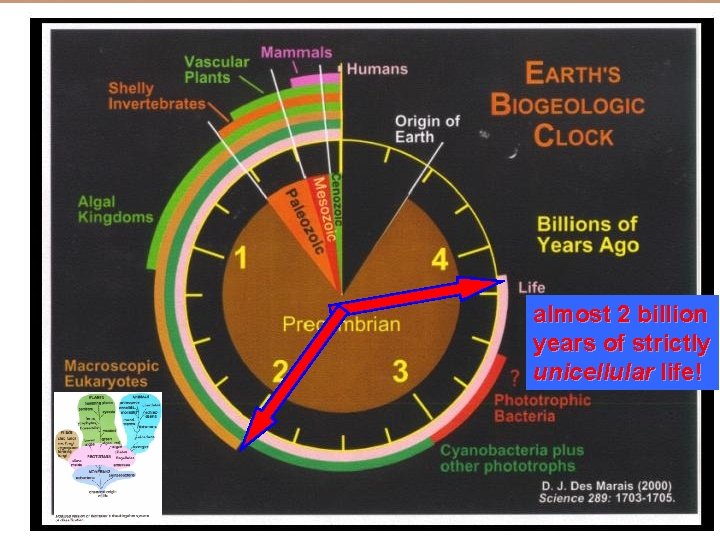 almost 2 billion years of strictly unicellular life! 