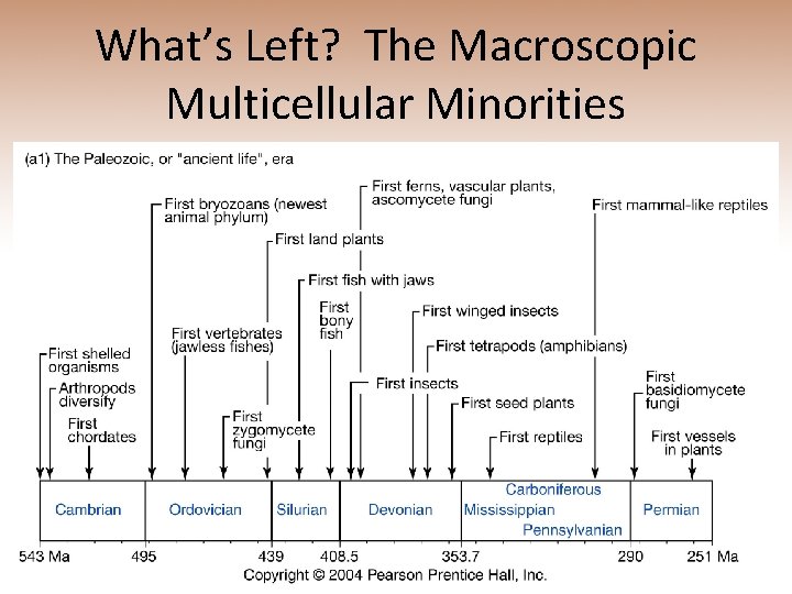 What’s Left? The Macroscopic Multicellular Minorities 