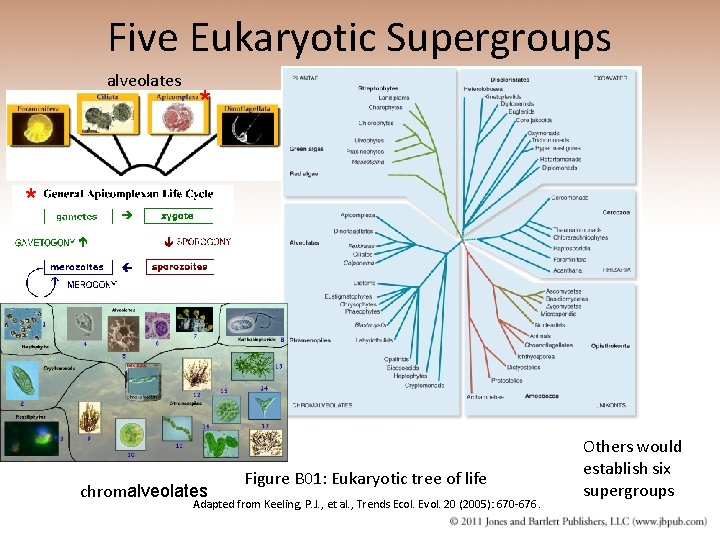 Five Eukaryotic Supergroups alveolates * * chromalveolates Figure B 01: Eukaryotic tree of life