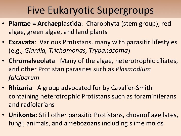 Five Eukaryotic Supergroups • Plantae = Archaeplastida: Charophyta (stem group), red algae, green algae,