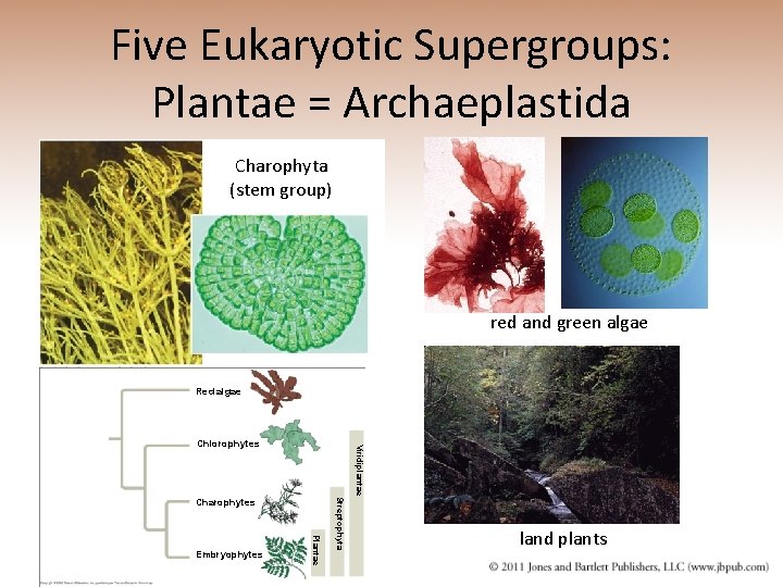 Five Eukaryotic Supergroups: Plantae = Archaeplastida Charophyta (stem group) red and green algae Red