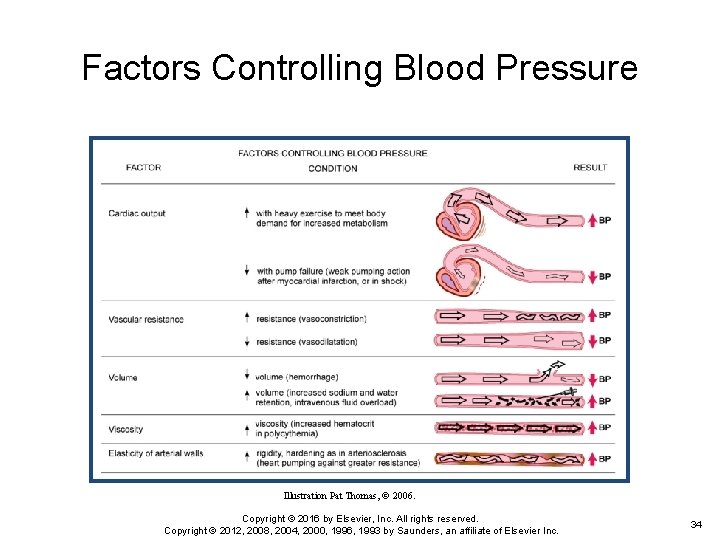 Factors Controlling Blood Pressure Illustration Pat Thomas, © 2006. Copyright © 2016 by Elsevier,