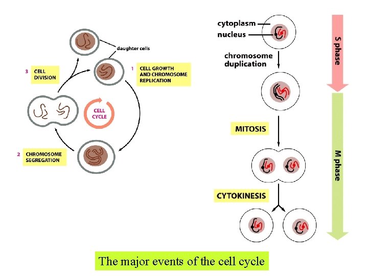 The major events of the cell cycle 