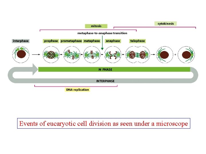 Events of eucaryotic cell division as seen under a microscope 