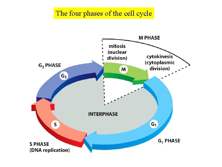 The four phases of the cell cycle 