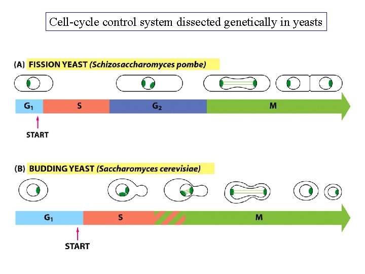 Cell-cycle control system dissected genetically in yeasts 