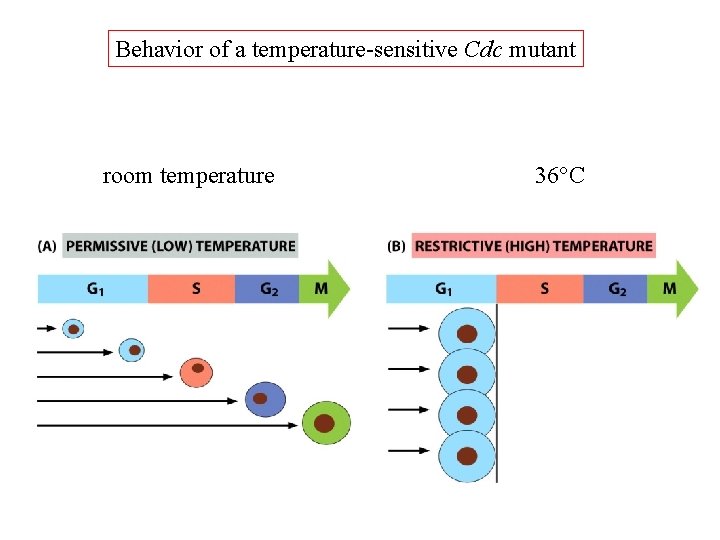 Behavior of a temperature-sensitive Cdc mutant room temperature 36°C 