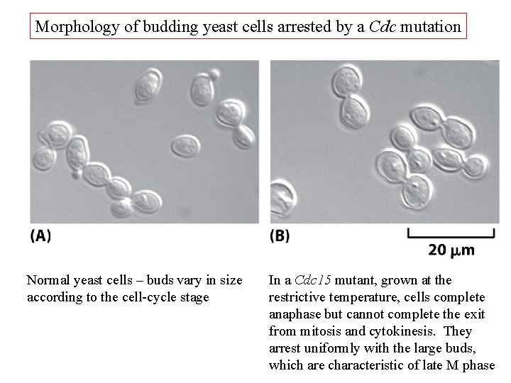 Morphology of budding yeast cells arrested by a Cdc mutation Normal yeast cells –