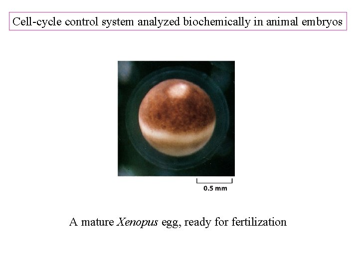 Cell-cycle control system analyzed biochemically in animal embryos A mature Xenopus egg, ready for