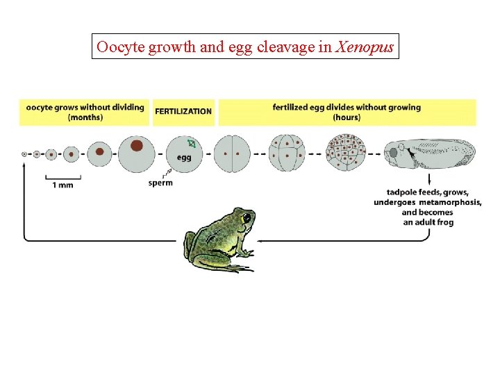 Oocyte growth and egg cleavage in Xenopus 