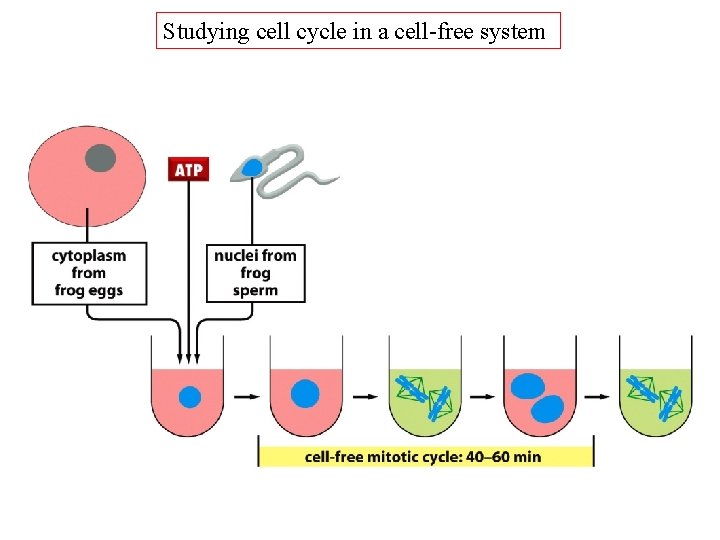 Studying cell cycle in a cell-free system 