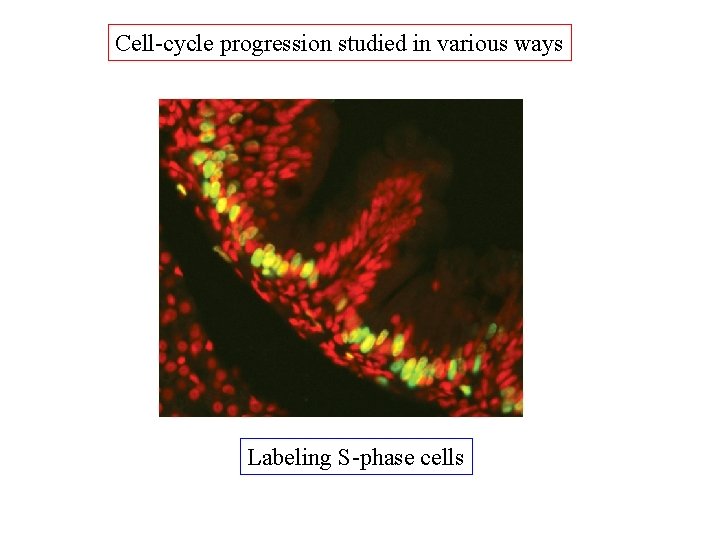 Cell-cycle progression studied in various ways Labeling S-phase cells 