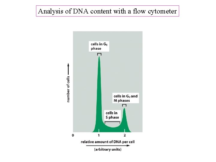 Analysis of DNA content with a flow cytometer 