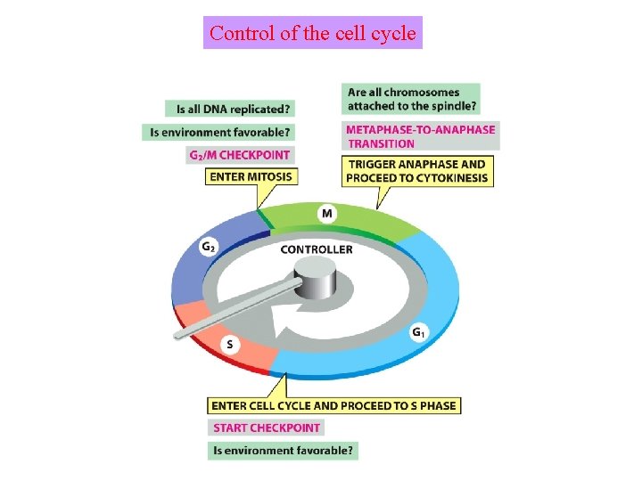 Control of the cell cycle 