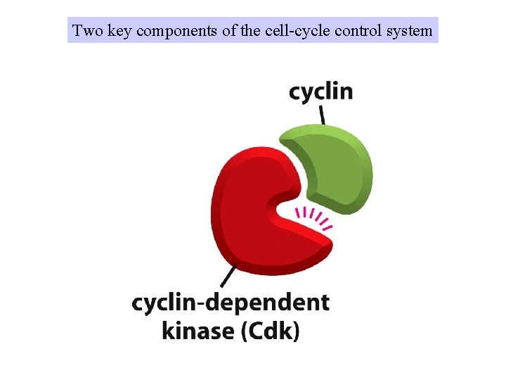 Two key components of the cell-cycle control system 