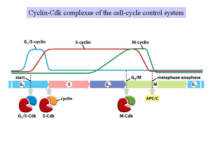 Cyclin-Cdk complexes of the cell-cycle control system 