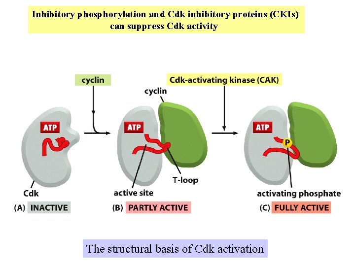 Inhibitory phosphorylation and Cdk inhibitory proteins (CKIs) can suppress Cdk activity The structural basis