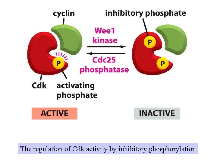 The regulation of Cdk activity by inhibitory phosphorylation 