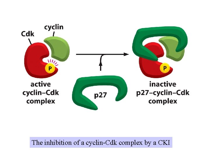 The inhibition of a cyclin-Cdk complex by a CKI 