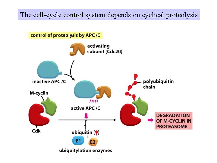 The cell-cycle control system depends on cyclical proteolysis 