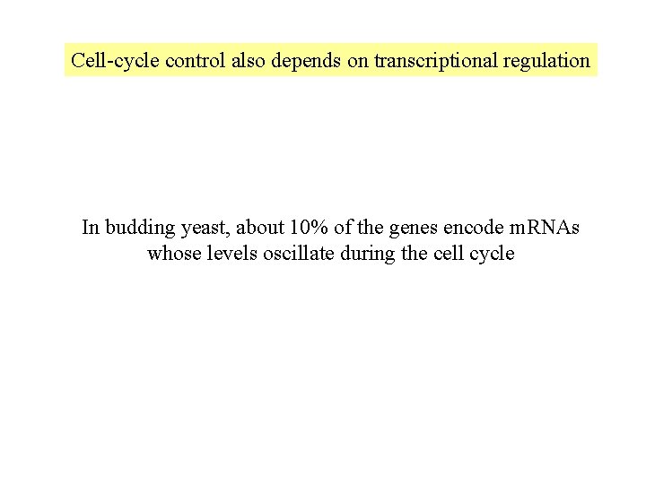 Cell-cycle control also depends on transcriptional regulation In budding yeast, about 10% of the