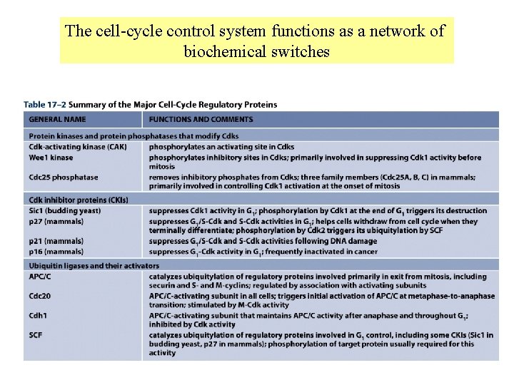 The cell-cycle control system functions as a network of biochemical switches 