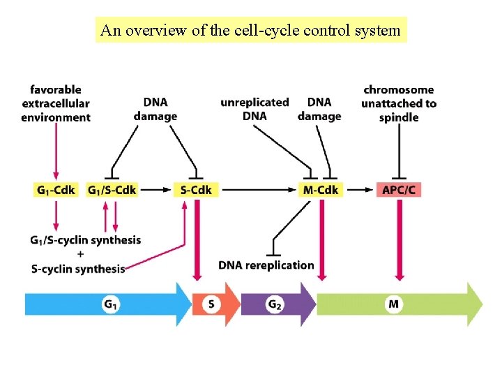 An overview of the cell-cycle control system 